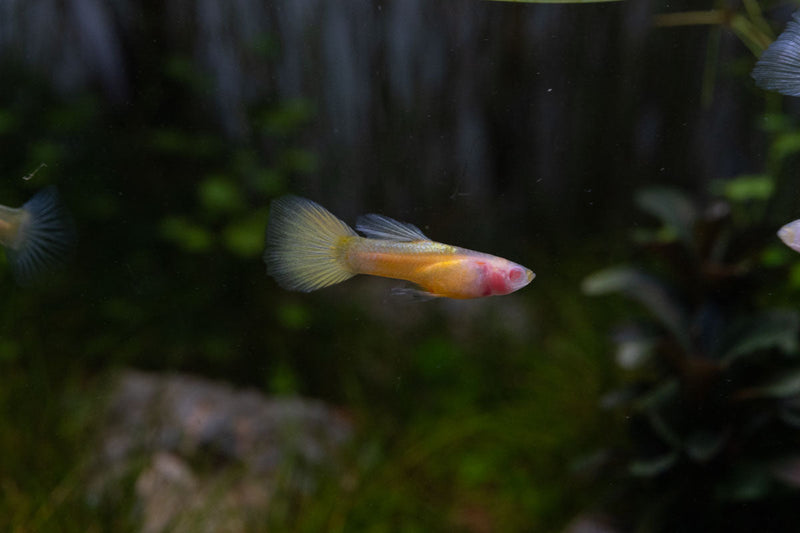 JA Glass Belly Albino Yellow Tuxedo Guppies, colorful freshwater fish with distinctive yellow and white tuxedo pattern.