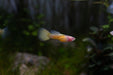 Glass Belly Albino Yellow Tuxedo Guppies