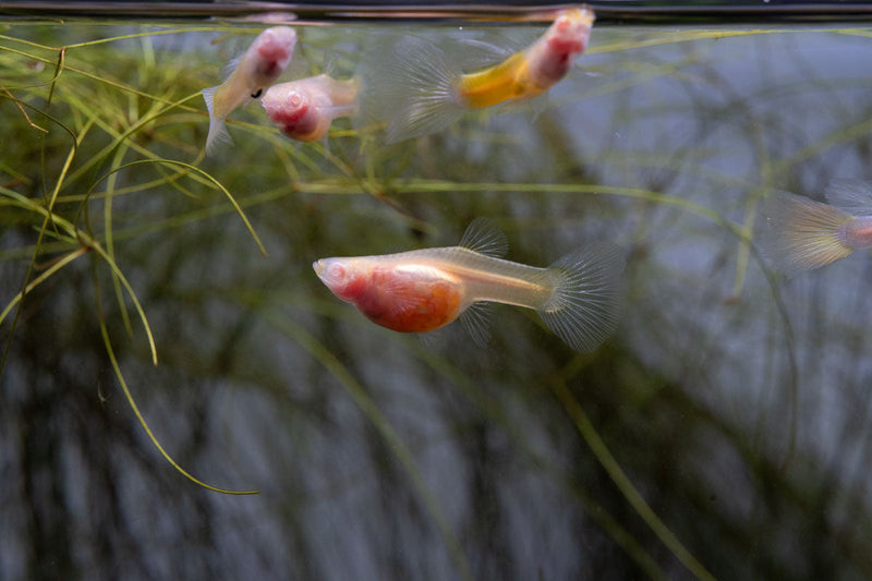 Glass Belly Albino Yellow Tuxedo Guppies, vibrant freshwater fish with striking yellow and white tuxedo patterns, swimming in an aquarium.