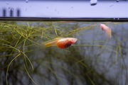 Glass Belly Albino Yellow Tuxedo Guppies, colorful fish with distinctive yellow and white tuxedo markings, in an aquarium.