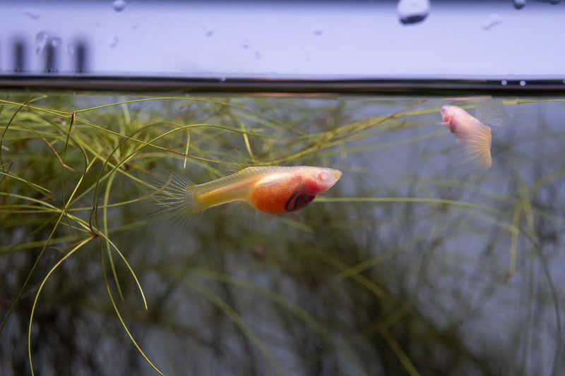 Glass Belly Albino Yellow Tuxedo Guppies, colorful fish with distinctive yellow and white tuxedo markings, in an aquarium.