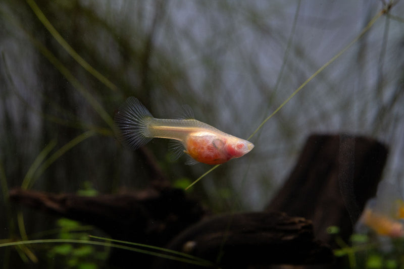 Glass Belly Albino Yellow Tuxedo Guppies, a colorful freshwater fish with vibrant yellow and white markings, by JA.