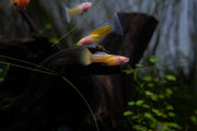 Glass Belly Albino Yellow Tuxedo Guppies, live fish with vibrant yellow and white tuxedo markings swimming in aquarium