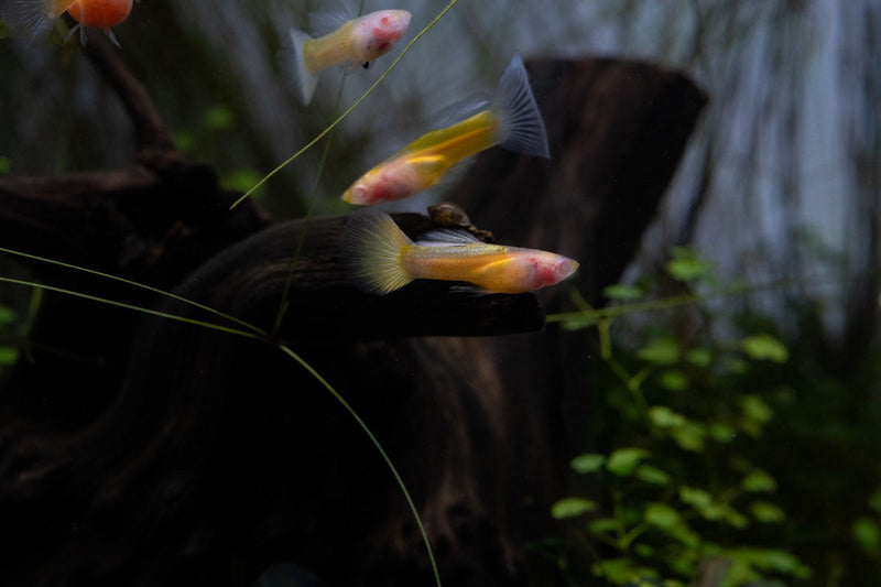 Glass Belly Albino Yellow Tuxedo Guppies, live fish with vibrant yellow and white tuxedo markings swimming in aquarium