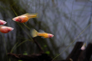 Glass Belly Albino Yellow Tuxedo Guppies, vibrant freshwater fish with striking yellow and white tuxedo markings, by JA.