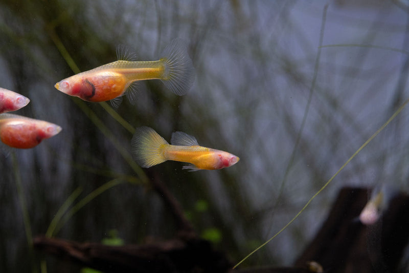 Glass Belly Albino Yellow Tuxedo Guppies, vibrant freshwater fish with striking yellow and white tuxedo markings, by JA.