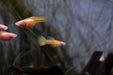 Glass Belly Albino Yellow Tuxedo Guppies