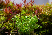Glossostigma Elatinoides Aquatic Farmer Tissue Culture Aquatic Plant - Buce Plant