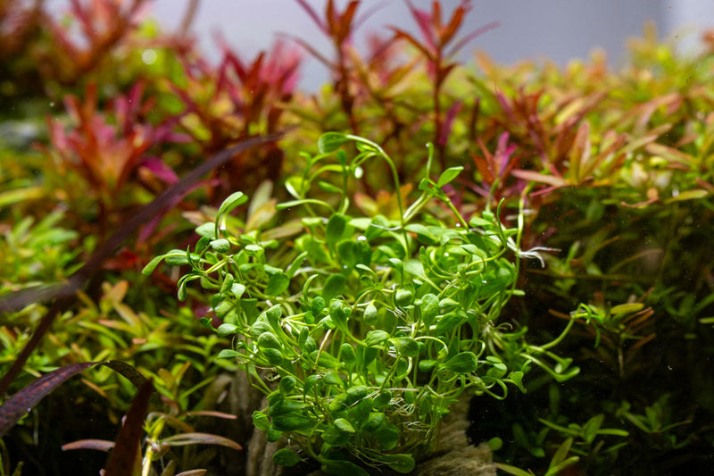 Glossostigma Elatinoides Aquatic Farmer Tissue Culture Aquatic Plant - Buce Plant