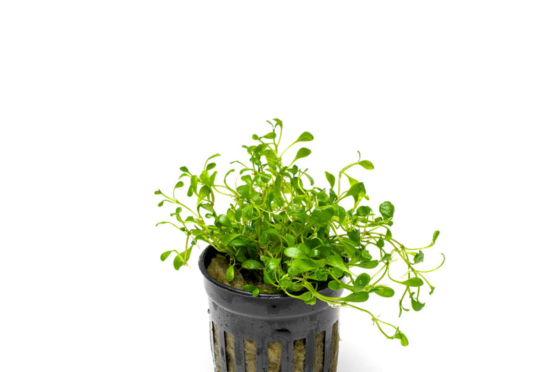 Healthy Glossostigma Elatinoides aquatic plant from ACW with vibrant green, dense growth perfect for freshwater aquariums.
