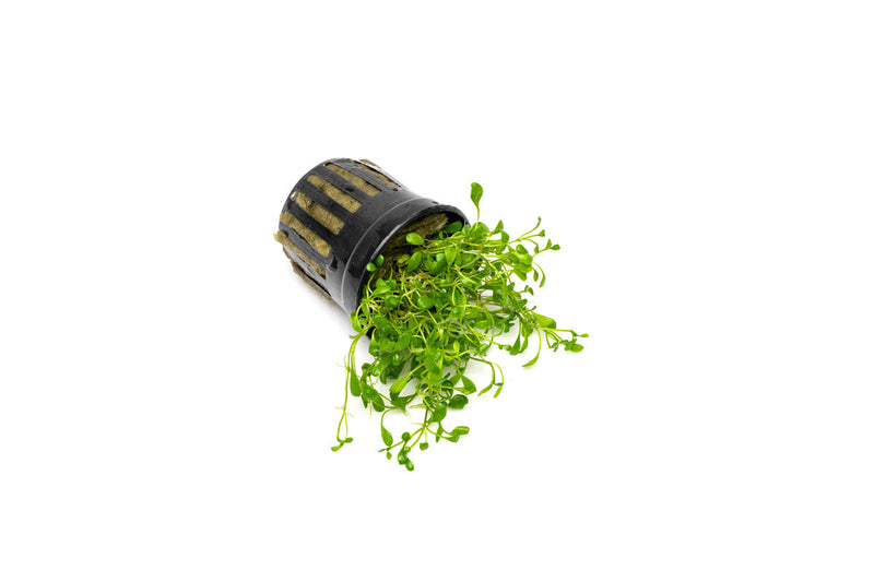 Healthy Glossostigma Elatinoides aquatic plant from ACW with bright green, dense foliage suitable for freshwater aquariums.