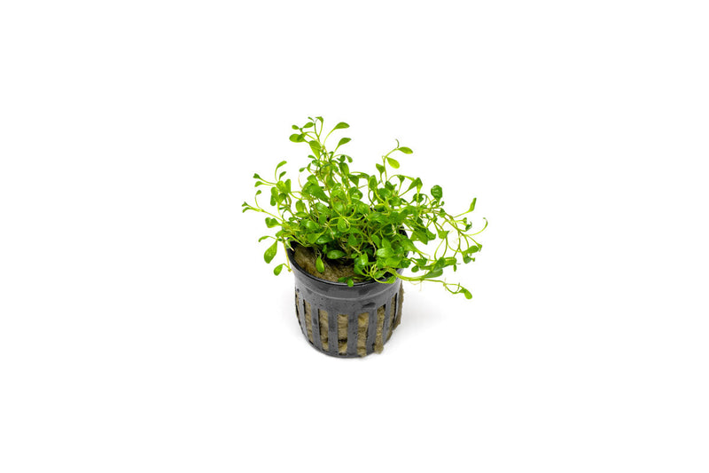 Healthy Glossostigma Elatinoides aquatic plant from ACW with bright green, dense foliage for freshwater aquariums.
