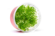 Glossostigma Elatinoides UNS Tissue Culture Aquatic Plant - Buce Plant