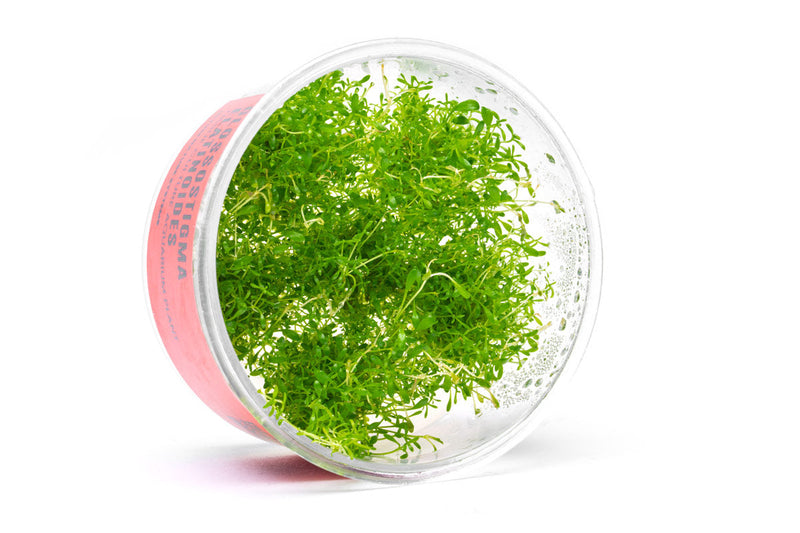 Glossostigma Elatinoides UNS Tissue Culture Aquatic Plant - Buce Plant