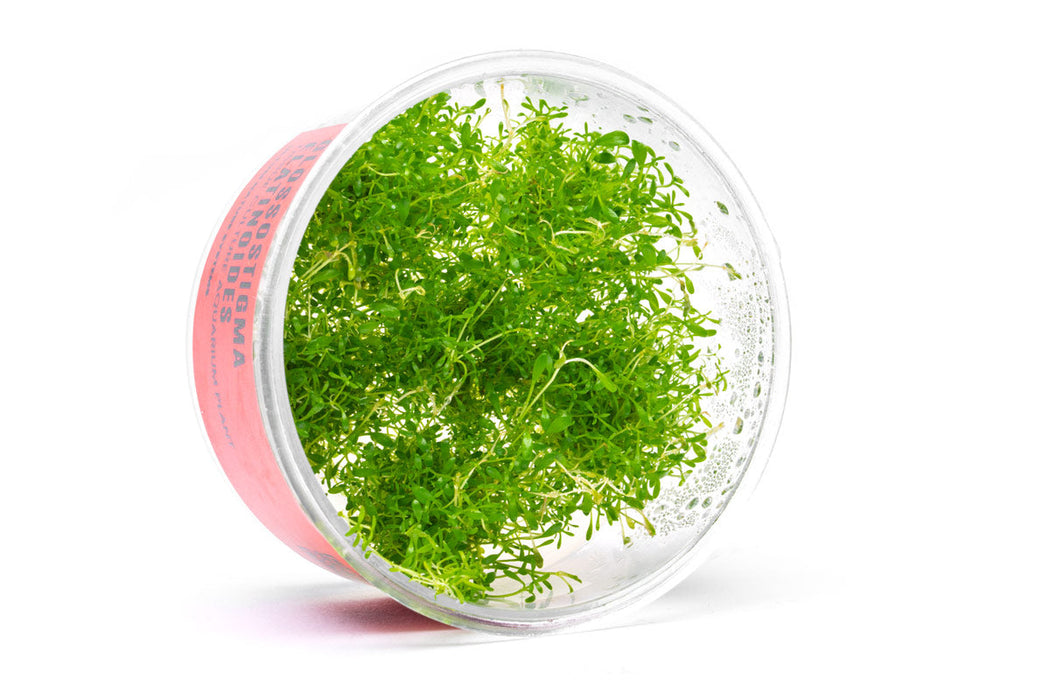 Glossostigma Elatinoides UNS Tissue Culture
