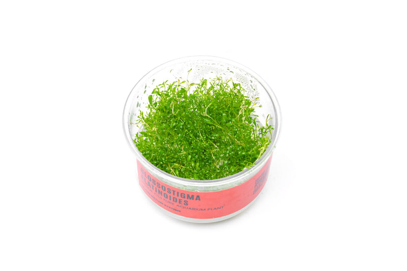 Glossostigma Elatinoides UNS Tissue Culture Aquatic Plant - Buce Plant