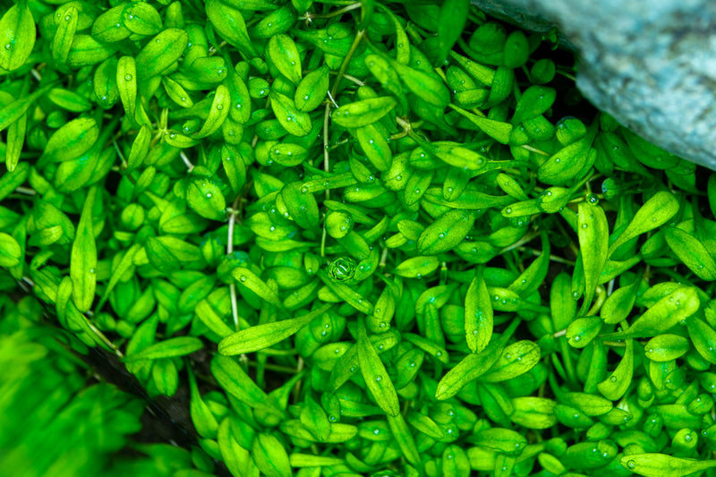 Glossostigma Elatinoides UNS Tissue Culture