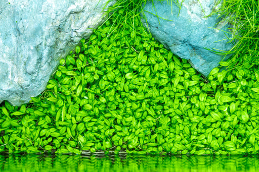 Glossostigma Elatinoides UNS Tissue Culture