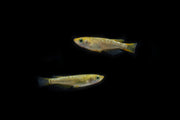 Gold Lame Medaka rice fish, a small ornamental fish with shimmering gold scales, from the CT brand.
