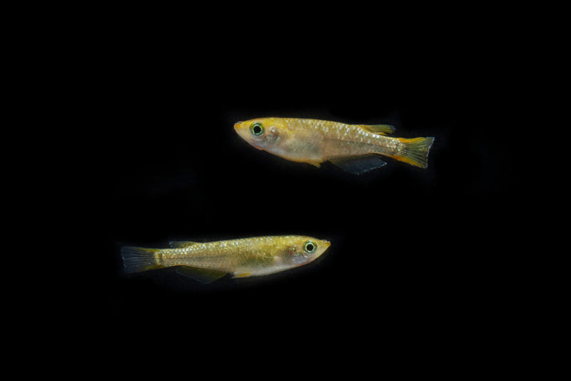 Gold Lame Medaka rice fish, a small ornamental fish with shimmering gold scales, from the CT brand.