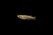 Gold Lame Medaka rice fish swimming in a clear aquarium, showcasing vibrant gold coloration and delicate fins.