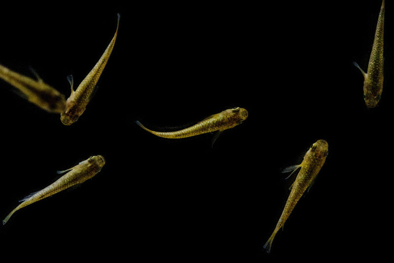 Gold Lame Medaka Rice Fish from CT, showcasing vibrant gold-colored fish with sleek scales and delicate fins swimming in clear water.