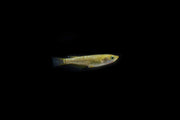 Gold Lame Medaka rice fish, vibrant ornamental fish with shimmering gold scales, in a clear aquatic environment.