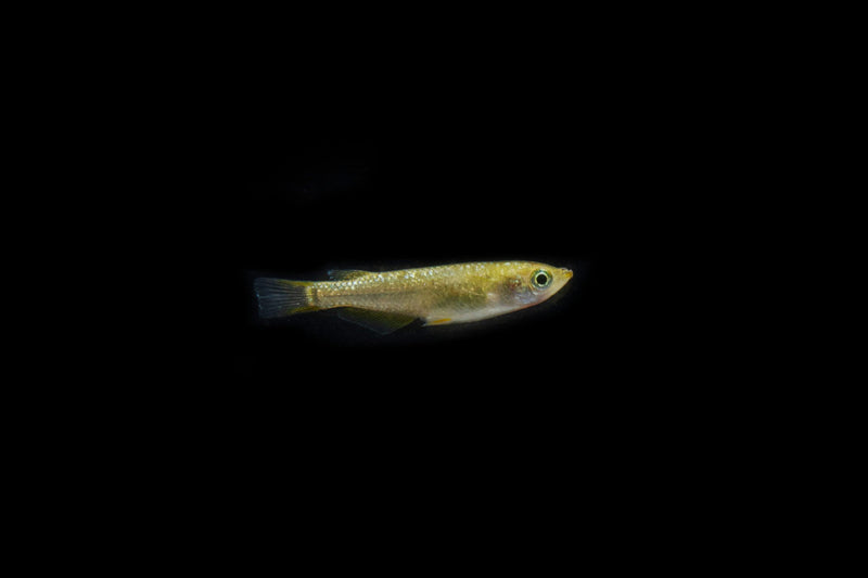 Gold Lame Medaka rice fish, vibrant ornamental fish with shimmering gold scales, in a clear aquatic environment.