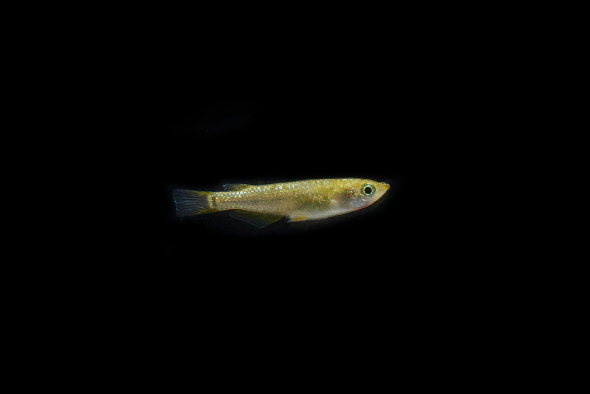 Japanese Rice Fish for Sale - Premium Medaka Strains