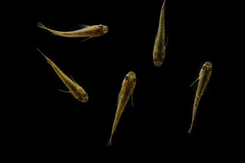 Gold Lame Medaka rice fish from CT, showcasing its shimmering gold scales and small fish shape in a natural aquatic setting.