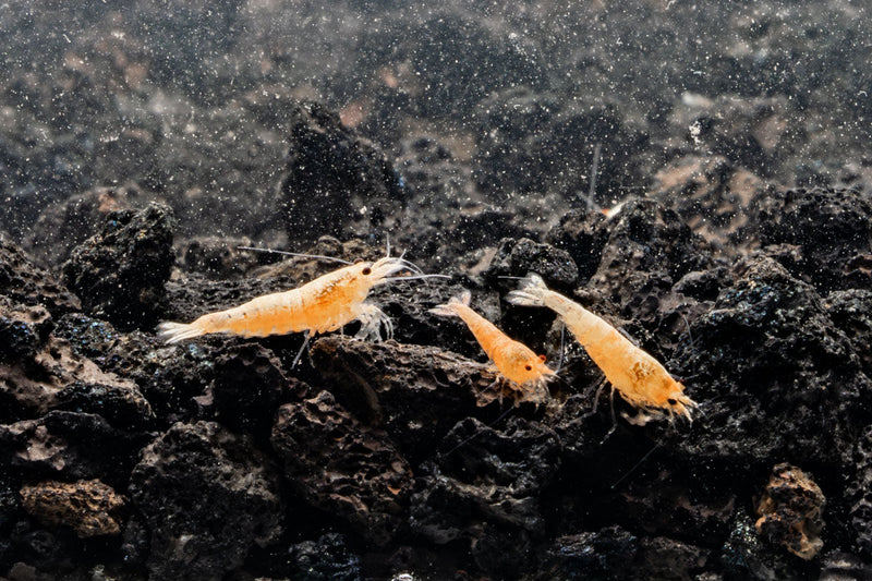 Golden Bee Shrimp from JA, showing vibrant golden-colored shrimp with detailed exoskeleton and antennae on a white background.
