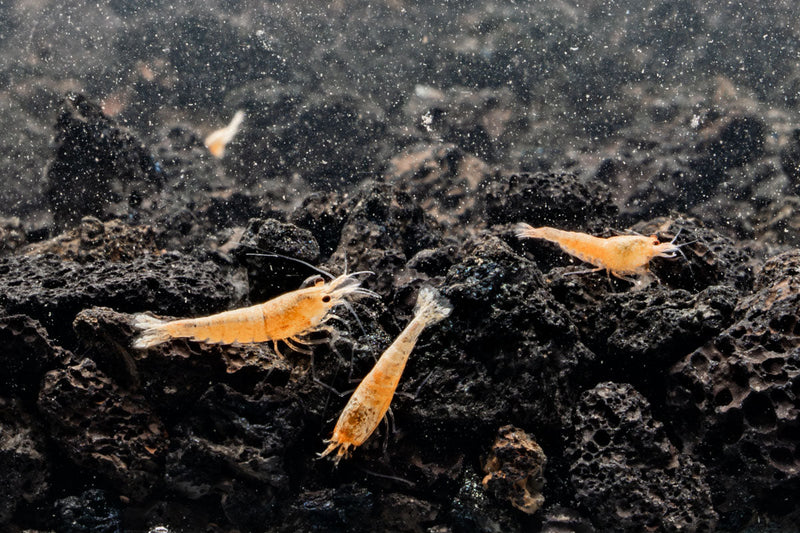 Golden Bee Shrimp from JA, showing vibrant golden-colored shrimp with detailed shell and antennae on a neutral background.