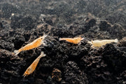 Golden Bee Shrimp from JA, showcasing vibrant yellow and orange shrimp with detailed exoskeleton and delicate antennae.