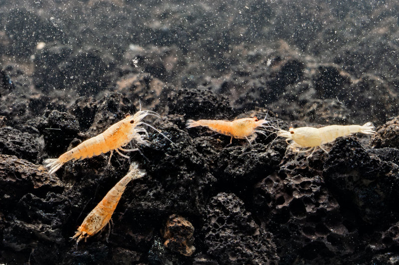 Golden Bee Shrimp from JA, showcasing vibrant yellow and orange shrimp with detailed exoskeleton and delicate antennae.