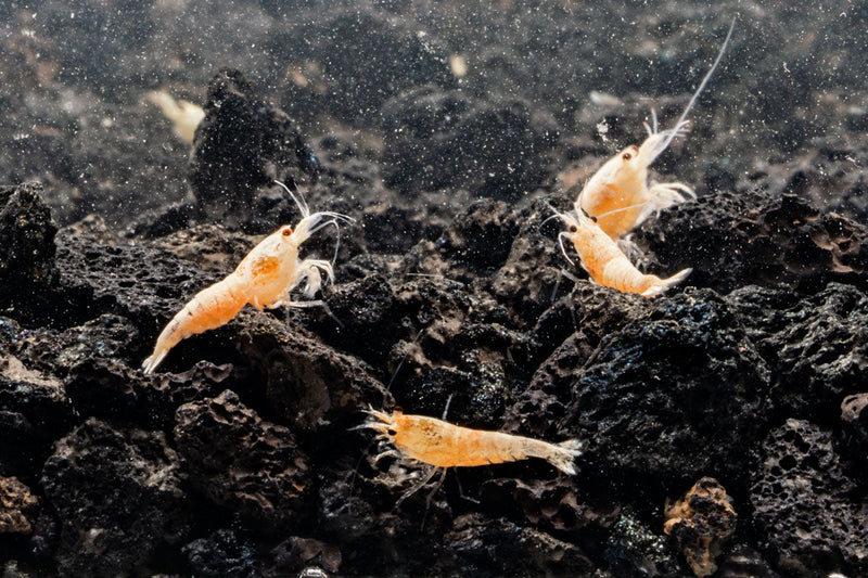 Golden Bee Shrimp from JA, showcasing vibrant, golden-colored freshwater shrimp with detailed body and antennae.