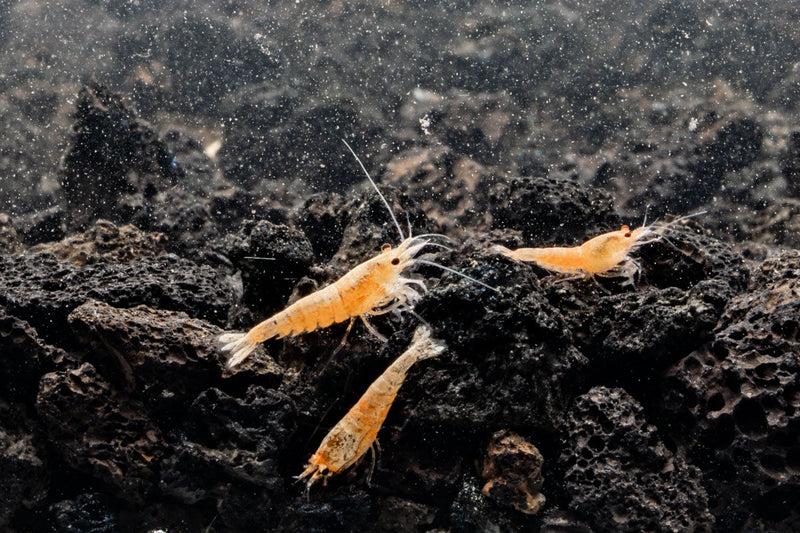 Golden Bee Shrimp from JA, showcasing vibrant, golden-colored freshwater shrimp with detailed features and natural surroundings.