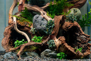 Medium Grape Wood Hollow Log, 8-16 inches, natural wood with hollow interior, ideal for decorative or reptile habitat use.