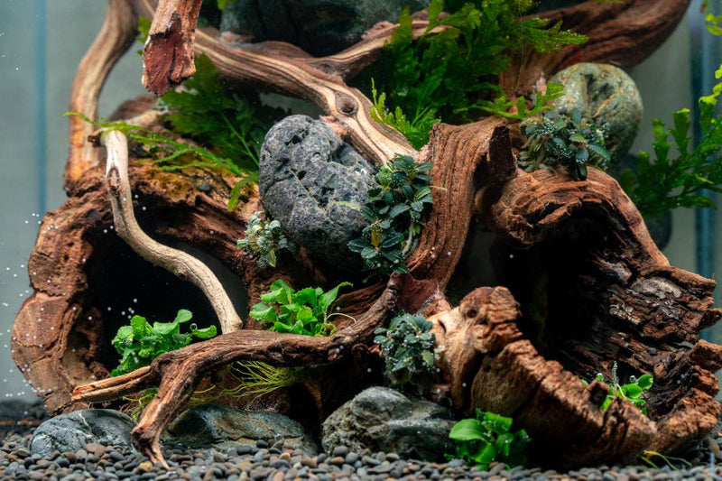 Medium Grape Wood Hollow Log, 8-16 inches, natural wood with hollow interior, ideal for decorative or reptile habitat use.