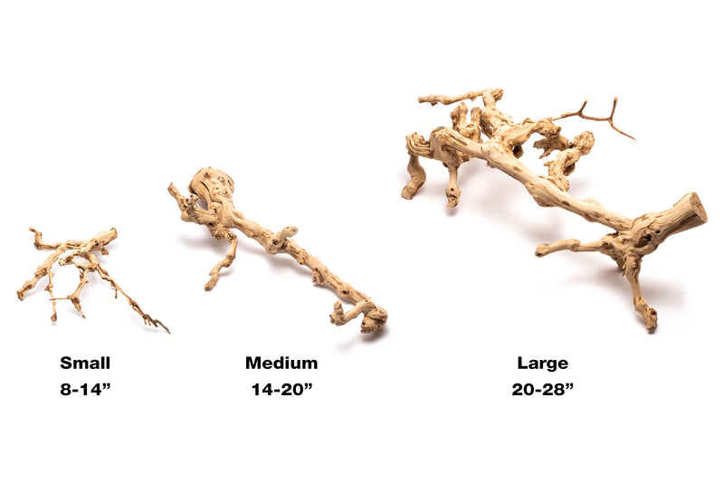 Grape Wood (Large) 20-28"  - Buce Plant