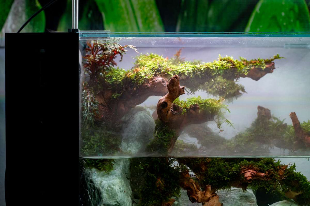 Grape Wood (Small) 8-14"