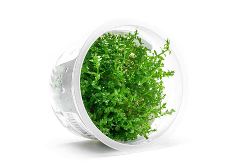 Gratiola Viscidula Aquatic Farmer Tissue Culture