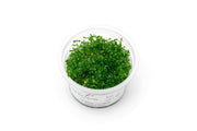 Gratiola Viscidula Aquatic Farmer Tissue Culture Aquatic Plant - Buce Plant