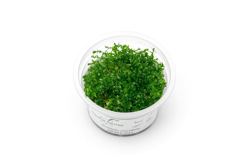 Gratiola Viscidula Aquatic Farmer Tissue Culture Aquatic Plant - Buce Plant