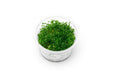 Aquatic Farmer Gratiola Viscidula tissue culture plant for freshwater aquariums, showing healthy green aquatic plant in container.