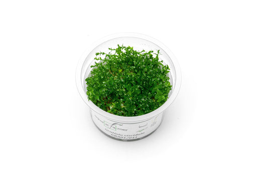 Gratiola Viscidula Aquatic Farmer Tissue Culture