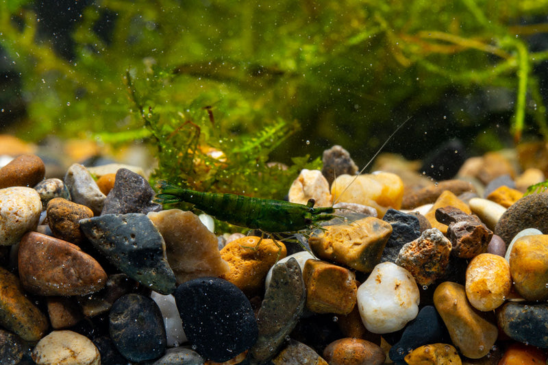 Fresh green jade shrimp from JA, showcasing vibrant green shells and detailed texture, ideal for seafood dishes.