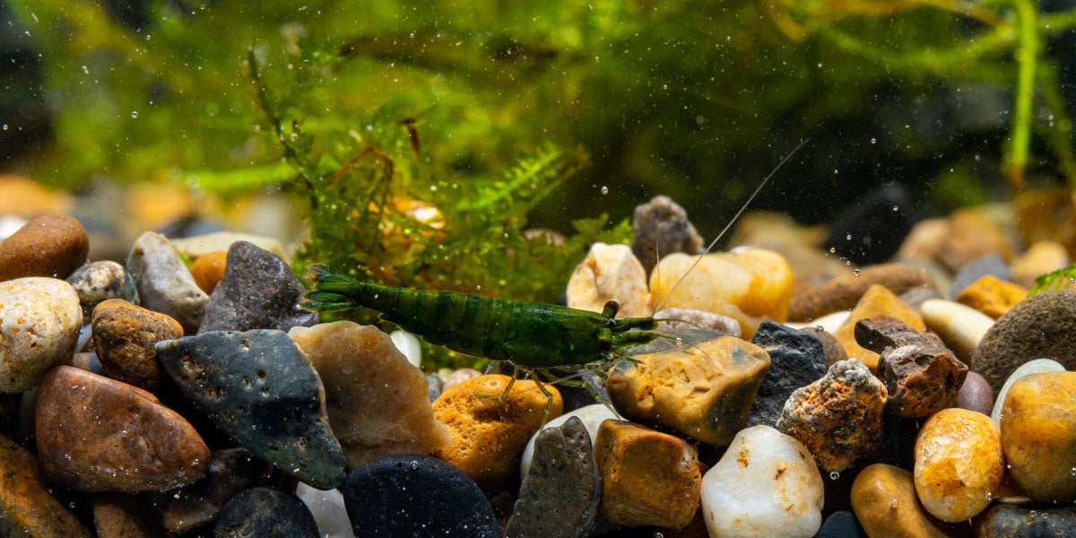 Green Jade Shrimp (Neocaridina davidi) - Aquarium Shrimp