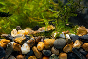 Fresh green jade shrimp by JA, showcasing vibrant green coloration and natural shell texture.