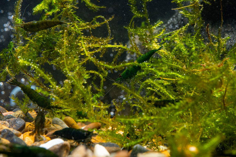 Green Jade Shrimp from JA, showcasing fresh, vibrant green shrimp with detailed texture and natural appearance.