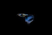 Green Metal Lace Guppies breeding pair, vibrant freshwater fish from CT, with iridescent green and lace patterning.